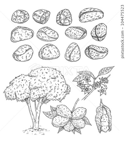 Fresh and dried kola nuts without shell. Tree and branch with leaves, beans and flowers. Vector engraving 104475523