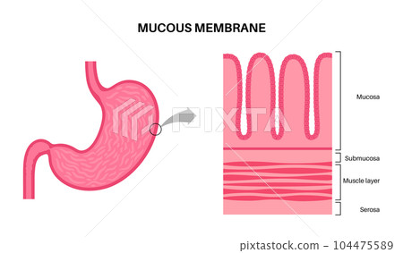 Mucous membrane structure Mucous membrane structure 104475589