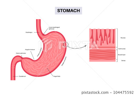 Mucous membrane structure 104475592
