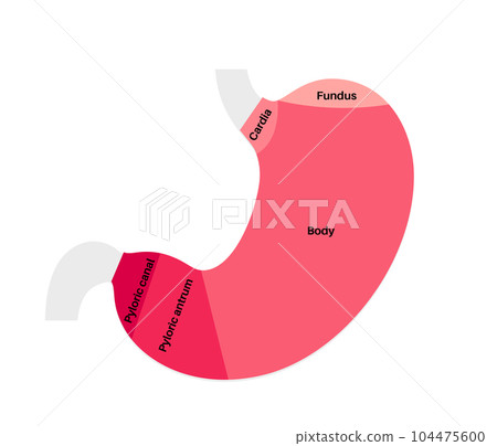 Stomach sections diagram Stomach sections diagram 104475600