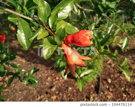 Pomegranate Flower Blossom on a Tree Branch Pomegranate Flower Blossom on a Tree Branch 104476114