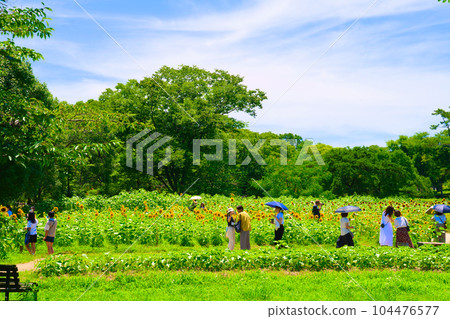 [Osaka Prefecture] On a blue sky holiday in July, go to the sunflower field in Expo '70 Commemorative Park with your family 104476577