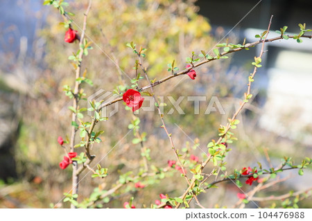 生動的散景花 104476988