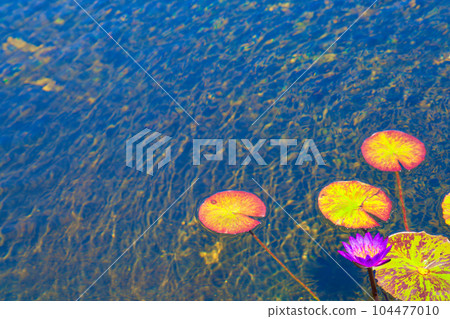 睡蓮 104477010