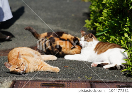 當地所有貓科動物齊聚一堂 104477281