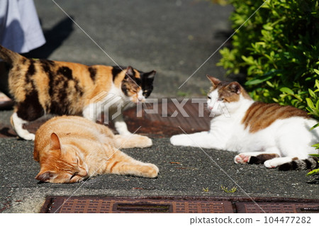 當地所有貓科動物齊聚一堂 當地所有貓科動物齊聚一堂 104477282