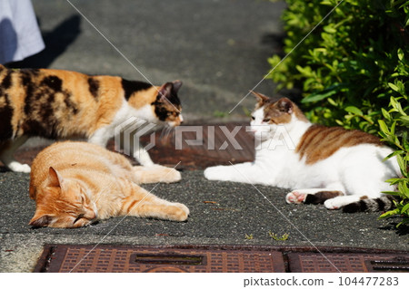 當地所有貓科動物齊聚一堂 104477283