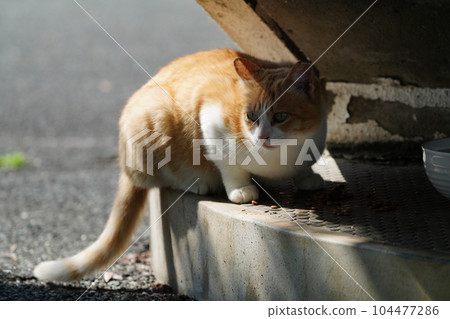 All local cat families gather All local cat families gather 104477286