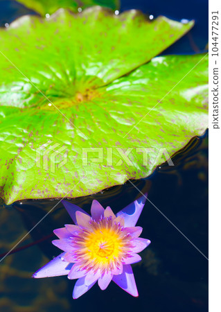 Water lily Water lily 104477291