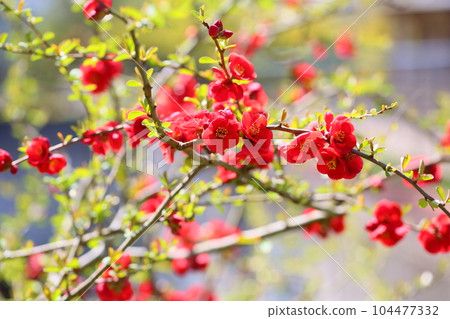 生動的模糊的花 104477332