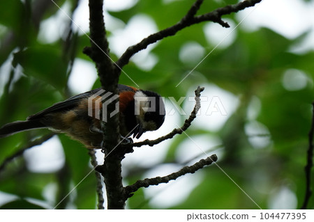 一隻可愛的小鳥來到我面前吃飯 104477395