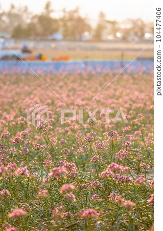 Rakkyo no Hana(鳥取縣北榮市) Rakkyo no Hana(鳥取縣北榮市) 104477406