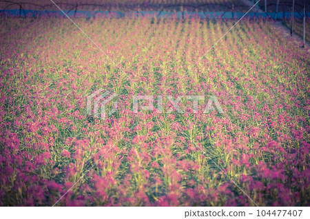 Rakkyo flowers (Hokuei Town, Tottori Prefecture) 104477407