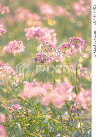 Rakkyo no Hana（鳥取縣北榮市） 104477408