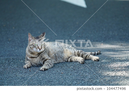 一隻可愛的雌性虎斑貓睡在樹蔭下 104477496