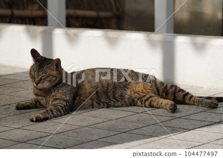 A cute female tabby cat sleeps in the shade 104477497