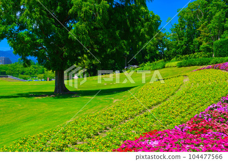 [Osaka Prefecture] July: Expo'70 Commemorative Park of Flowers and Greenery 104477566