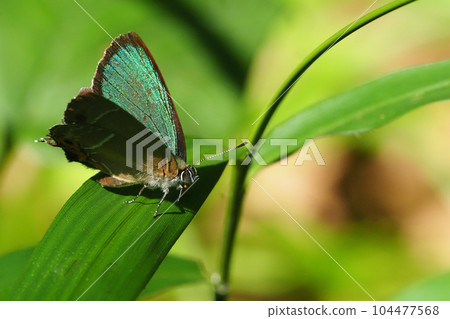 Midorishigimi (male) 104477568