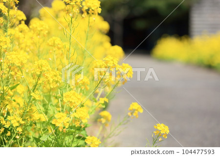 Rape blossoms Rape blossoms 104477593
