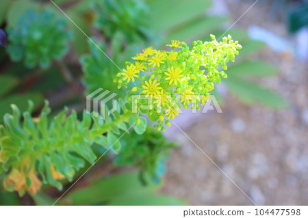 景天科花光澤陽傘 104477598