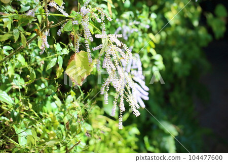 Flower blossoms Flower blossoms 104477600