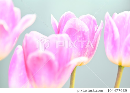 春天的花朵，鬱金香 104477689