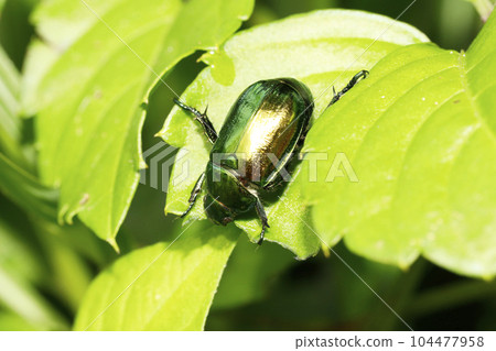 甲蟲 104477958