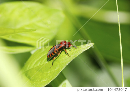 red striped tortoise 104478047