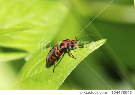 red striped tortoise red striped tortoise 104478048