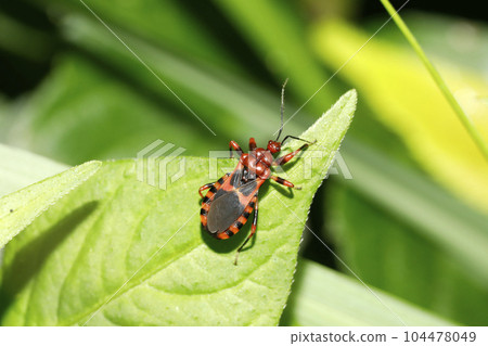 red striped tortoise 104478049