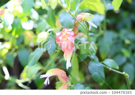 Flowers of Coevisco Flowers of Coevisco 104478165