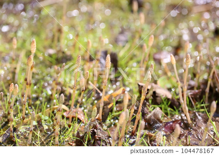 Group of plants 104478167
