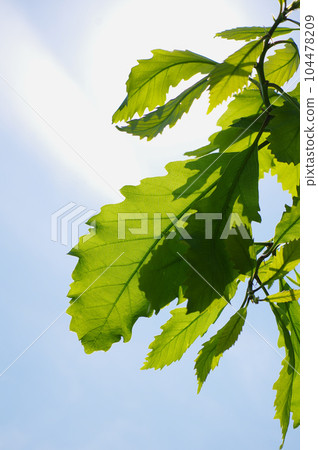 Young leaves of Japanese oak tree shining through the light Young leaves of Japanese oak tree shining through the light 104478209