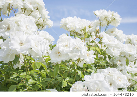 White Rose White Rose 104478210