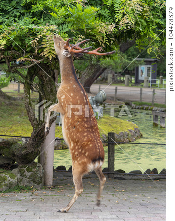 Stag in Nara Park standing up and eating grass 104478379