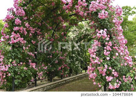 Kishiwada City Manabi Central Park Rose Garden Arch 104478684
