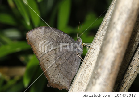 Black butterfly Black butterfly 104479018