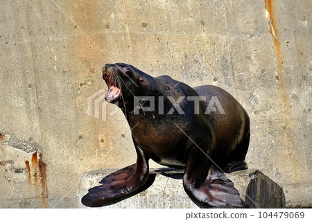 Scenery of Otaru Aquarium Sea Lion Show Scenery of Otaru Aquarium Sea Lion Show 104479069
