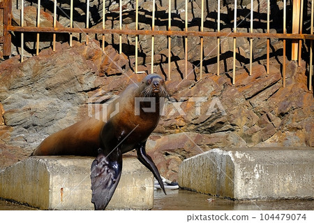 Scenery of Otaru Aquarium Sea Lion Show 104479074