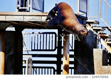 Scenery of Otaru Aquarium Sea Lion Show Scenery of Otaru Aquarium Sea Lion Show 104479088