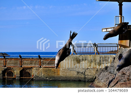 Scenery of Otaru Aquarium Sea Lion Show Scenery of Otaru Aquarium Sea Lion Show 104479089