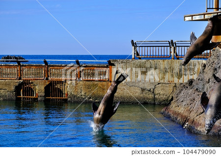 Scenery of Otaru Aquarium Sea Lion Show 104479090
