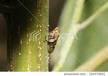 Shilohovia wifi 104479091