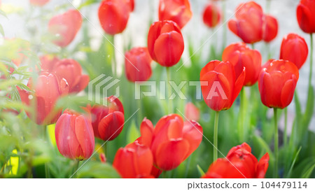 Blurred Tulip garden blooming on season and filed fill full colorfull of flowers Blurred Tulip garden blooming on season and filed fill full colorfull of flowers 104479114