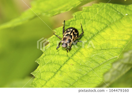 Semadarakogane 104479160