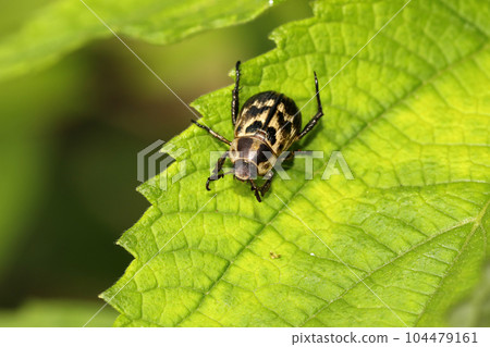 Semadarakogane 104479161