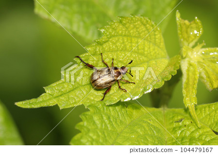 Semarathogene Semarathogene 104479167
