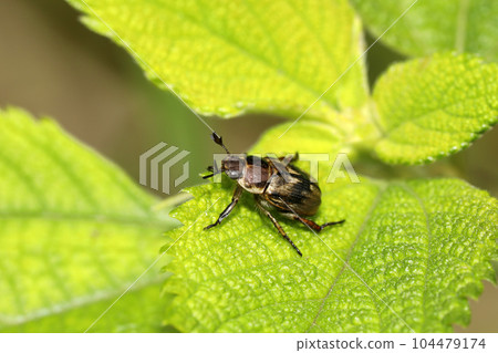 Semadarakogane 104479174