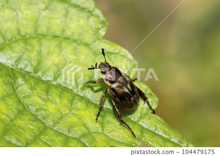 Semarathogene Semarathogene 104479175