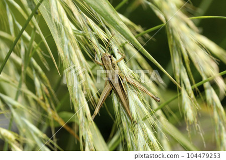 Porcupine grasshopper Porcupine grasshopper 104479253